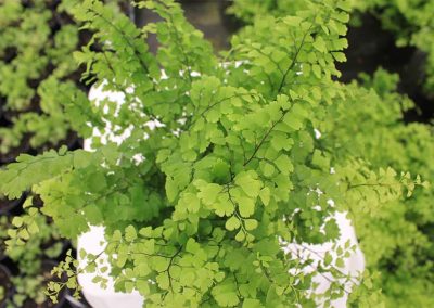 Adiantum Fitz Luthi Top View