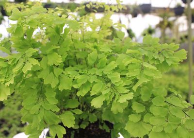 Adiantum Lucille Side View