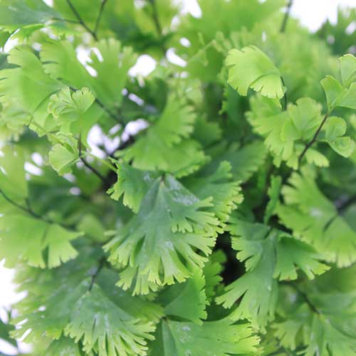 Adiantum Pacific May Top Ciew